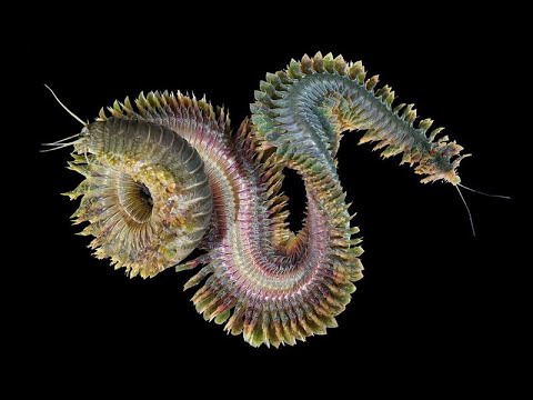 Phylum Annelida Part 2: Polychaeta (Segmented Marine Worms)