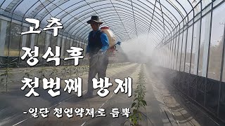 고추 정식 후 첫번째 방제