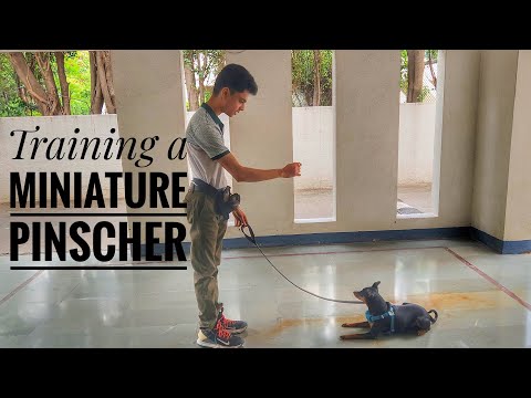 Training a Miniature Pinscher- Ft. Mohan