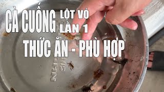 THỨC ĂN PHÙ HỢP CHO CÀ CUỒNG