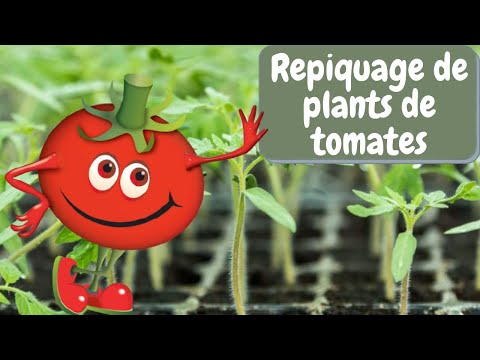 , title : 'Comment repiquer les plants de tomates ?'