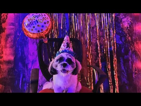 Happy First Birthday to r precious JOY❣️#joy #doglover #doglovers #dogshorts #dogs #doglife #shihtzu