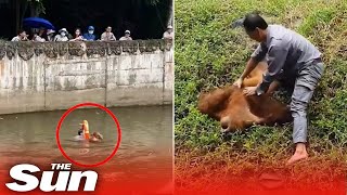 Moment drowning orangutan rescued by hero zookeepe