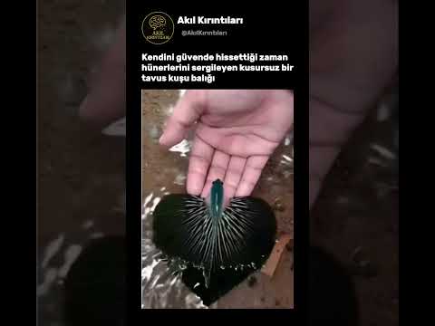 Bu Balık Saniyeler İçinde Kimliğini Değiştiriyor!