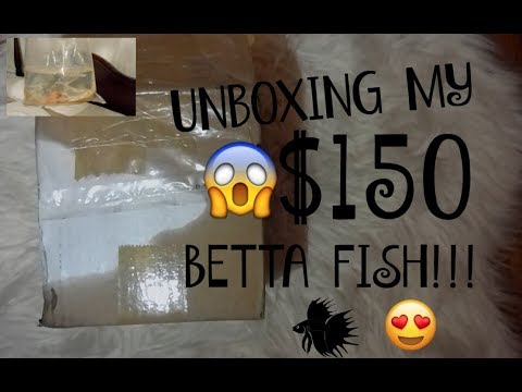 UNBOXING MY $150 DOLLAR LUXURY SHOW KOI BETTA FISH!!!! | ItsAnnaLouise