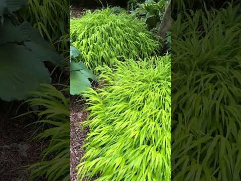 Hakonechloa macra 'SunFlare' adds glow and fine texture to a woodland garden