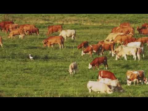 Farmers, Ranchers, and Other Agricultural Managers Career Video