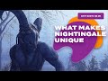 What Is Nightingale And How Does It Work?