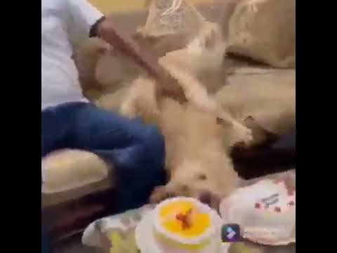 200 iq dog steals cake from it's owner