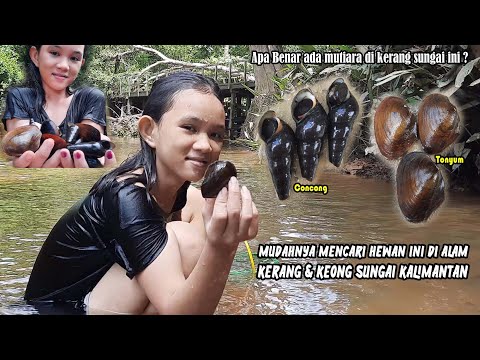 MENCARI TUTUT DI SUNGAI KALIMANTAN TAK SENGAJA DAPAT INI