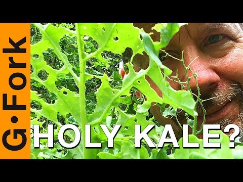 Help - What's Eating My Kale?