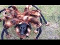 Mutant Giant Spider Dog (SA Wardega) 