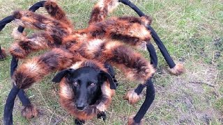 Mutant Giant Spider Dog (SA Wardega)