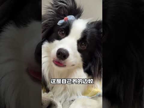 柯基的短腿基因有多強大，憑一己之力改寫整個狗圈！ #柯基 #動物的迷惑行為 #狗狗 #搞笑動物 #串串 #奇聞