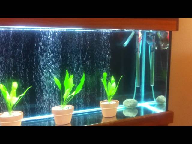 discus fish tank