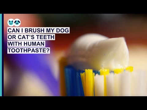 Can You Use Human Toothpaste on a Dog or Cat? | Pet Dental Care Series