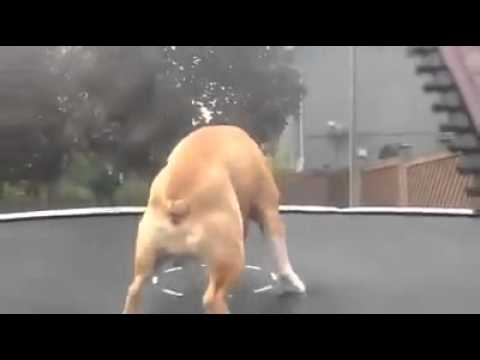 A dog and his trampoline