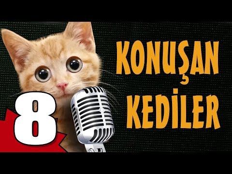 Konuşan Kediler 8 - En Komik Kedi Videoları