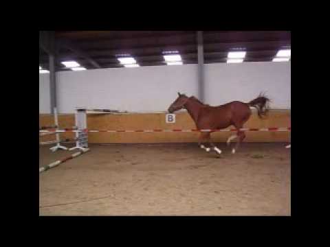 5jährige Stute v. Laurentio - Freispringen