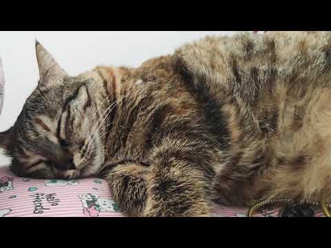 خوابالو نانسی 🤭😻