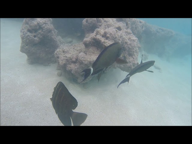 Snorkeling Hanauma Bay Oahu Hawaii