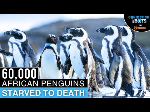 Why 60,000 African Penguins Starved to Death in South Africa | Connecting The Dots