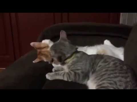 I lick you, you lick me