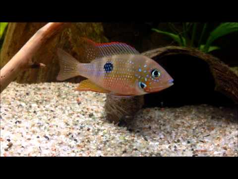 Pielęgnica eliota samiec przenosi młode w pysku