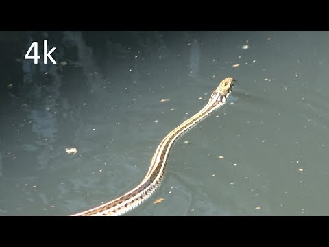 Swimming Snake (4K) - Episode 5