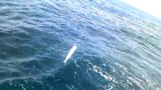 進誠丸のイメージ