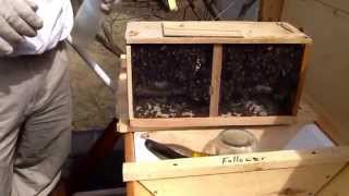 preview picture of video 'Top Bar Hive Installation 3-23-2014. Roof top hives New Bern, NC'