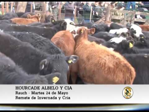 24-05-16 Venta de Hembras - Hourcade, Albelo y Cia S.A. - Rauch.