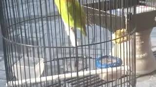 Download lagu Lovebird Kusumo 2020 seharga 2 milyar mp3