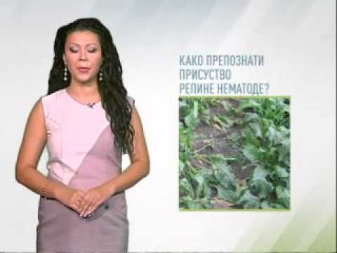 Zelena prognoza 14.8.2014. - Stanje u usevima šećerne repe