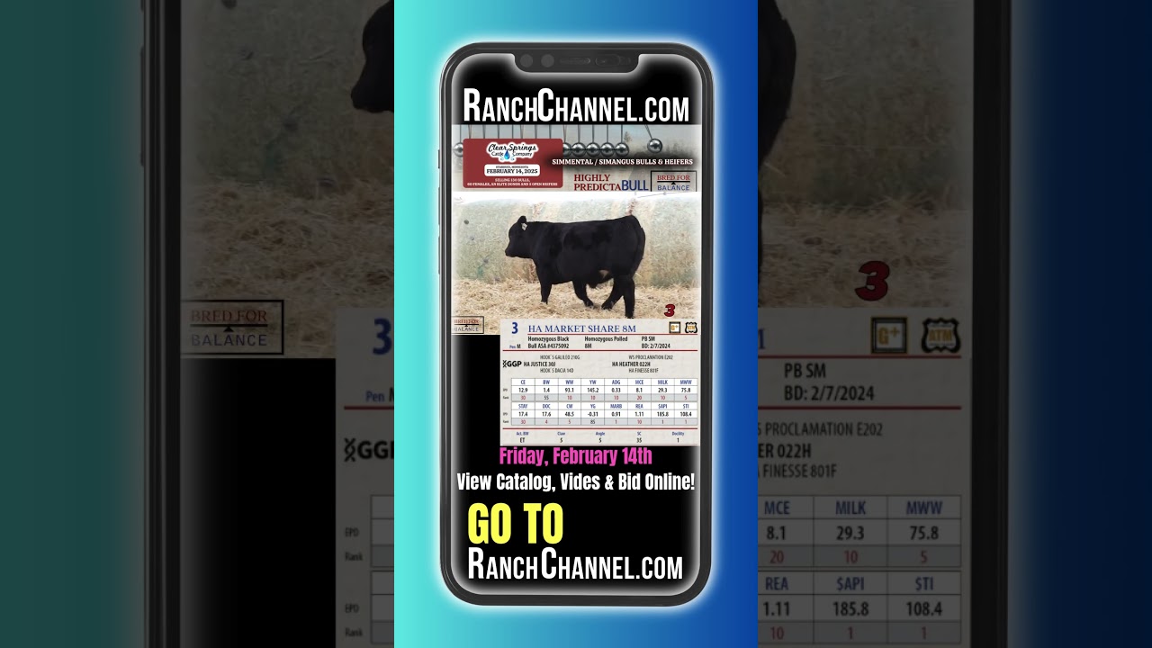 Simmental SimAngus: Clear Springs Cattle Co. 