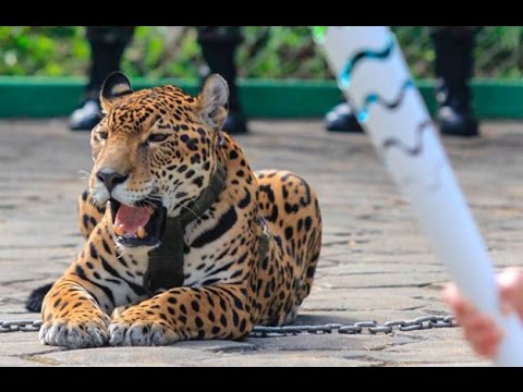 Onça Juma Homenagem
