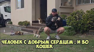 Нет слов .30 кошечек и человек с добрым сердцем . Australia Sydney Cats and Kittens . Элла Авст?