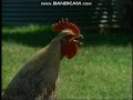 Sesame Street What Sound Does A Rooster Makes 1994