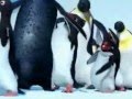 Happy Feet Dancing Good Effort By Masterflick Wmv