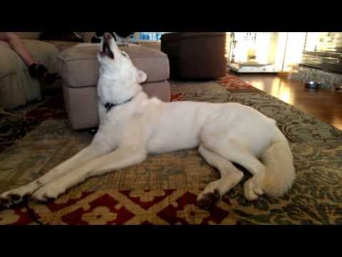 VIDEO! Un caine, mare fan Daft Punk, canta "Get Lucky"