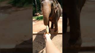 Download lagu suara gajah - suara binatang - #suarabinatang - nada dering gajah - nada dering suara binatang - nada mp3