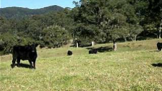 preview picture of video 'The Cows at - Minimbah Farm Cottages, Kangaroo Valley - www.minimbah.com.au'