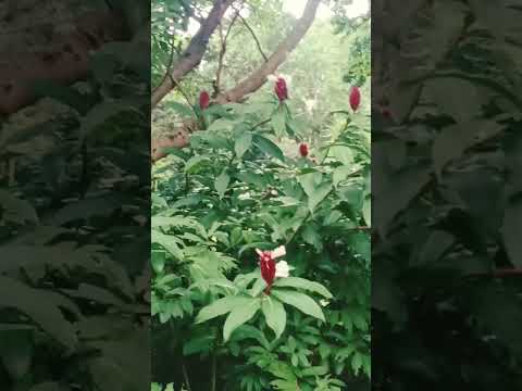 so cute flowers and #hindisong #bollywood #song #love #bolleywoodsong #nature #for #movie #bollywo