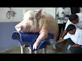 PIG BREEDING