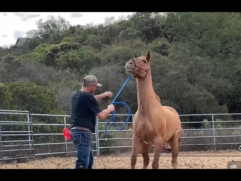 Rescue Horse saved from Slaughter but hasn't been easy going forward!