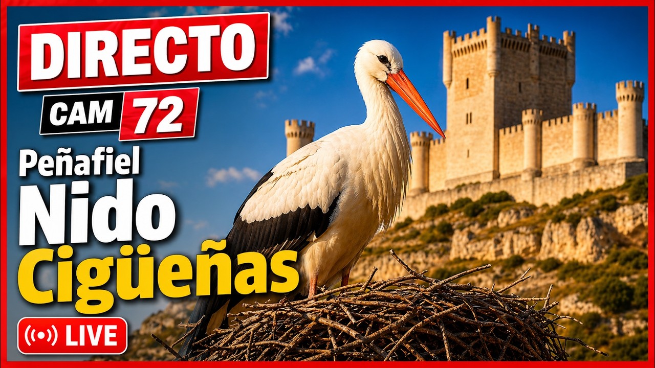 Live webcam view of Peñafiel Bird Feeder Cam