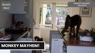 Wildest Wake‑Up Call Ever: Baboon in the Room! | World's Wildest Holidays | Full Episode Compilation