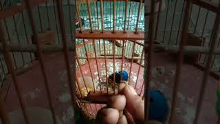 Download lagu jinakin burung kehicap ranting bakalan mp3 Download lagu jinakin burung kehicap ranting bakalan mp3