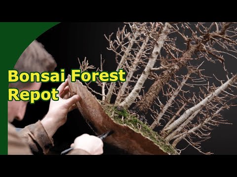 How do you repot a Larch Bonsai Forests with a broken pot?