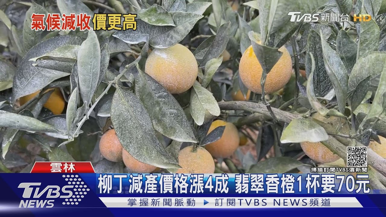 柳丁減產價格漲4成 翡翠香橙1杯要70元